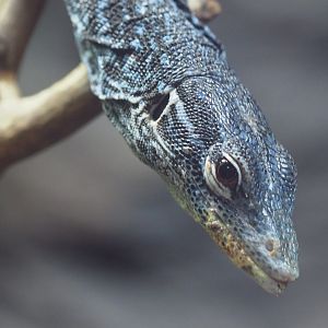 Blue tree monitor