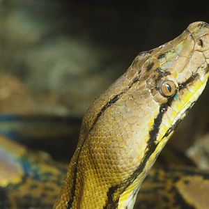 Reticulated python