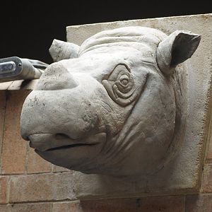 Sumatran rhinoceros head statue