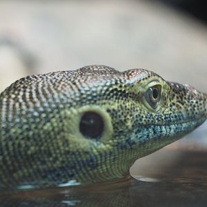 Merten's water monitor