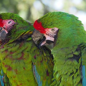 Military macaws