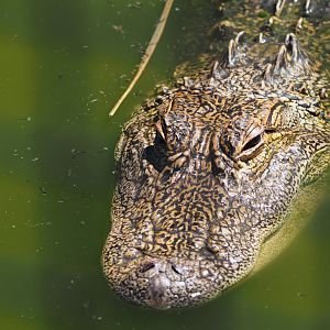 American alligator