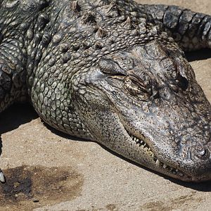 American alligator