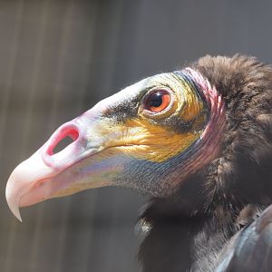 Yellow-headed vulture