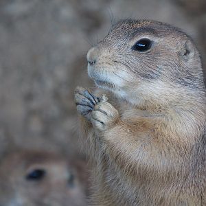 Black-tailed prairie dog