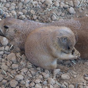 Black-tailed prairie dog