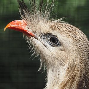 Red-legged seriema