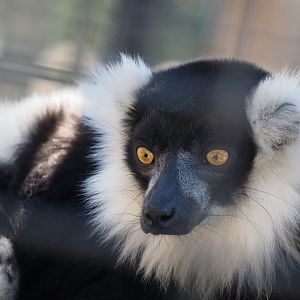 Black-and-white-ruffed lemur
