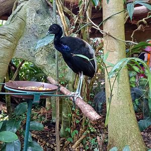 Grey-winged trumpeter