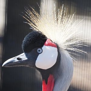 Gray crowned crane