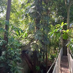 Jungle in Yucatan (tropical house)