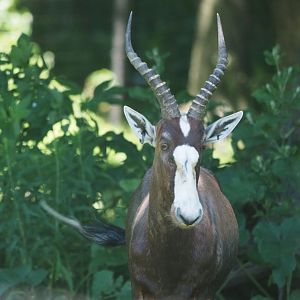 Bontebok