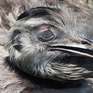 Greater rhea