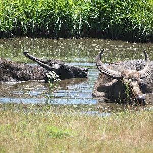 Domestic water buffalo