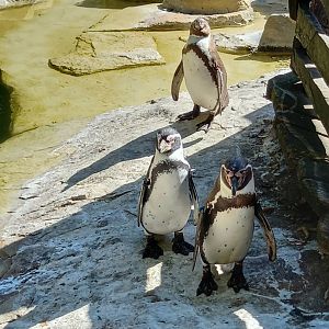 Humboldt penguins
