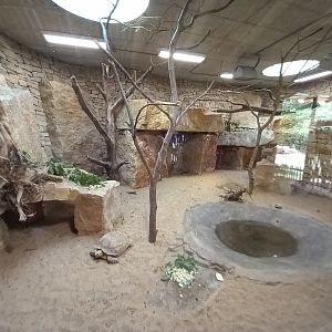 Hyrax and Tortoise's indoor exhibit