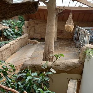 African elephant house