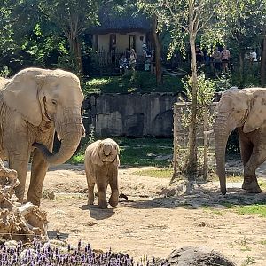African elephants with calf
