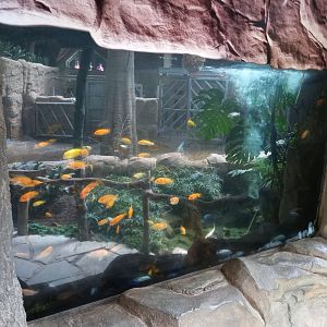Aquarium in elephants house