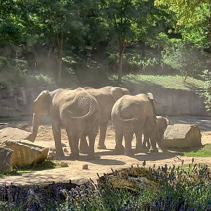 Small herd of African elephants