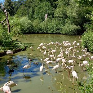 Greater flamingos