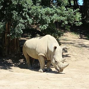 White rhino Kashka
