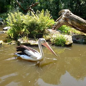 Australian pelican