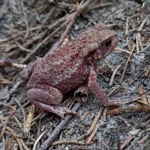 Common toad