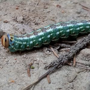 Sphinx pinastri caterpillar