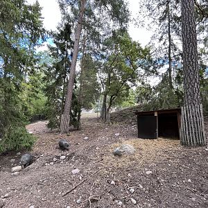 Visayan Warty Pig Exhibit