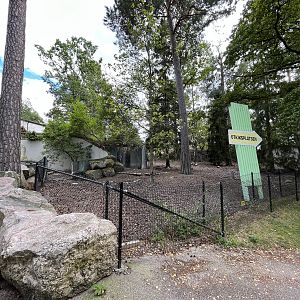 Visayan Warty Pig Exhibit