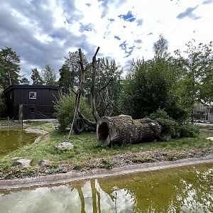 White-cheeked Gibbon Exhibit