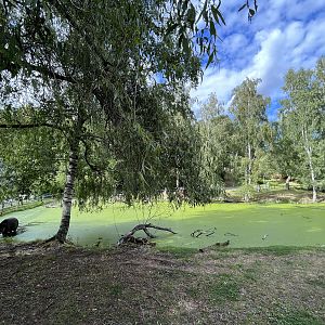 Lowland Tapir/Capybara Pool