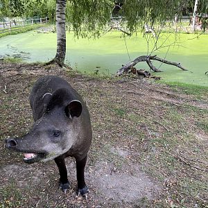Lowland Tapir