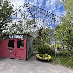 Greater Flamingo Aviary