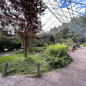 Greater Flamingo Aviary