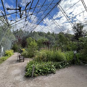 Greater Flamingo Aviary