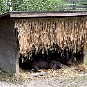 Lowland Tapirs