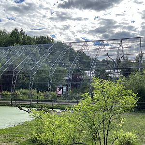 Greater Flamingo Aviary