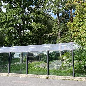 Amur Leopard Exhibit (first half)