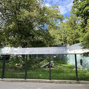 Amur Leopard Exhibit (second half)