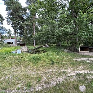 Chinese Dhole Exhibit