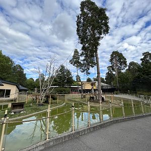 Ring-tailed Lemur Exhibit