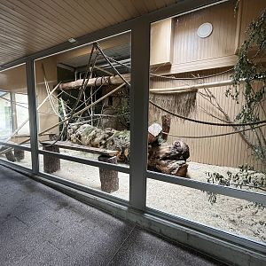 Ring-tailed Lemur Exhibit