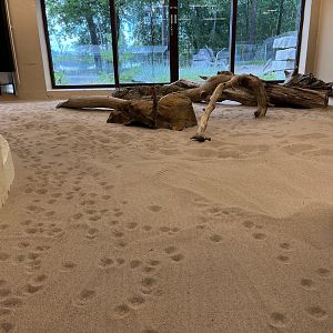 Desert House - Sand Cat Footprints