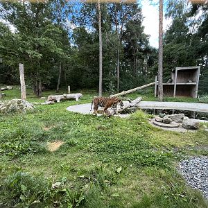 Sumatran Tiger Exhibit