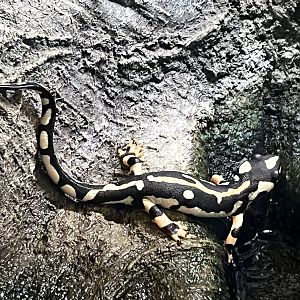 Desert House - Luristan Newt