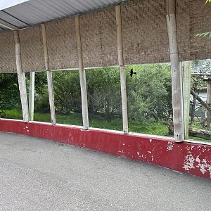 Clouded Leopard Exhibit