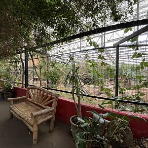 Clouded Leopard Indoor Exhibit (huge!)