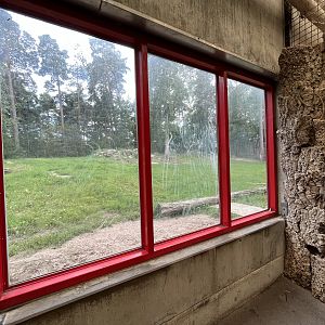 Asiatic Lion Exhibit
